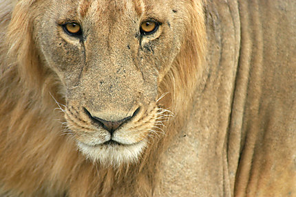 Vos plus beaux portraits de lions