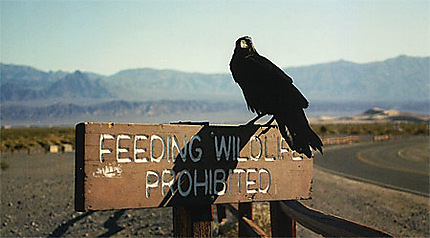 Le corbeau de la Vallée de la Mort