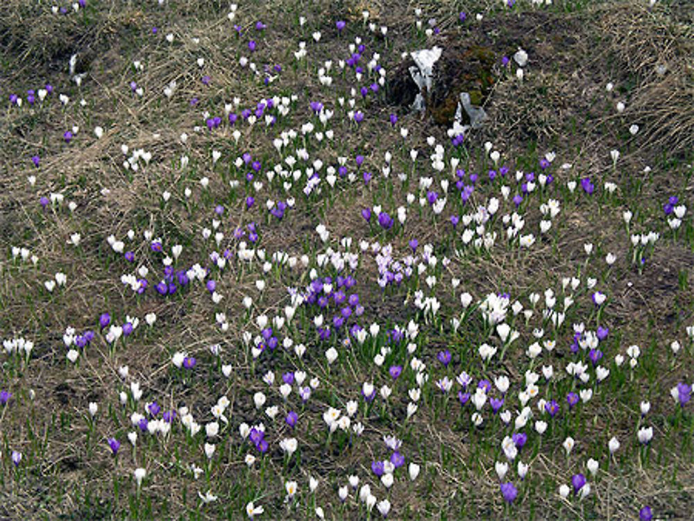 Champ de crocus