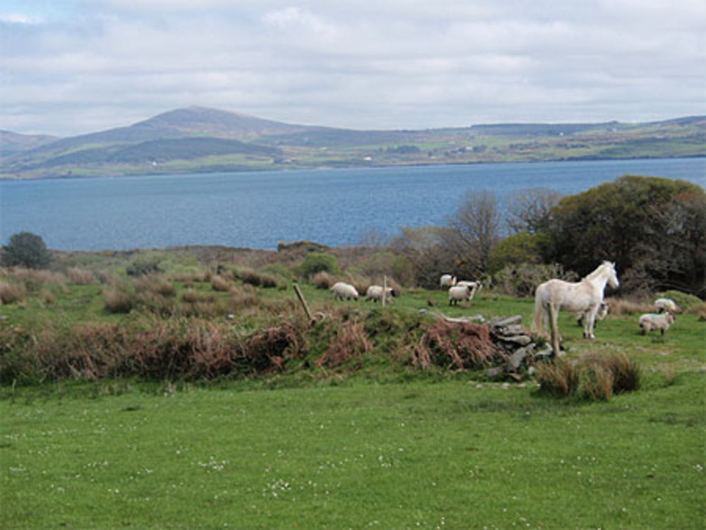 Sheep's Head