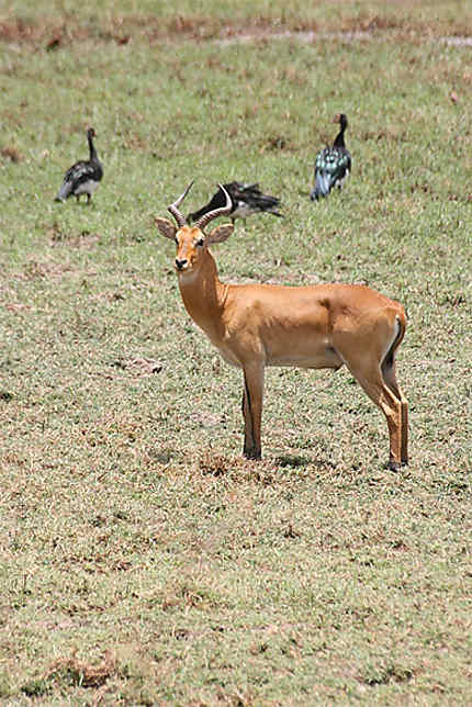 Cobe de Buffon (Parc national du Niokolo Koba)