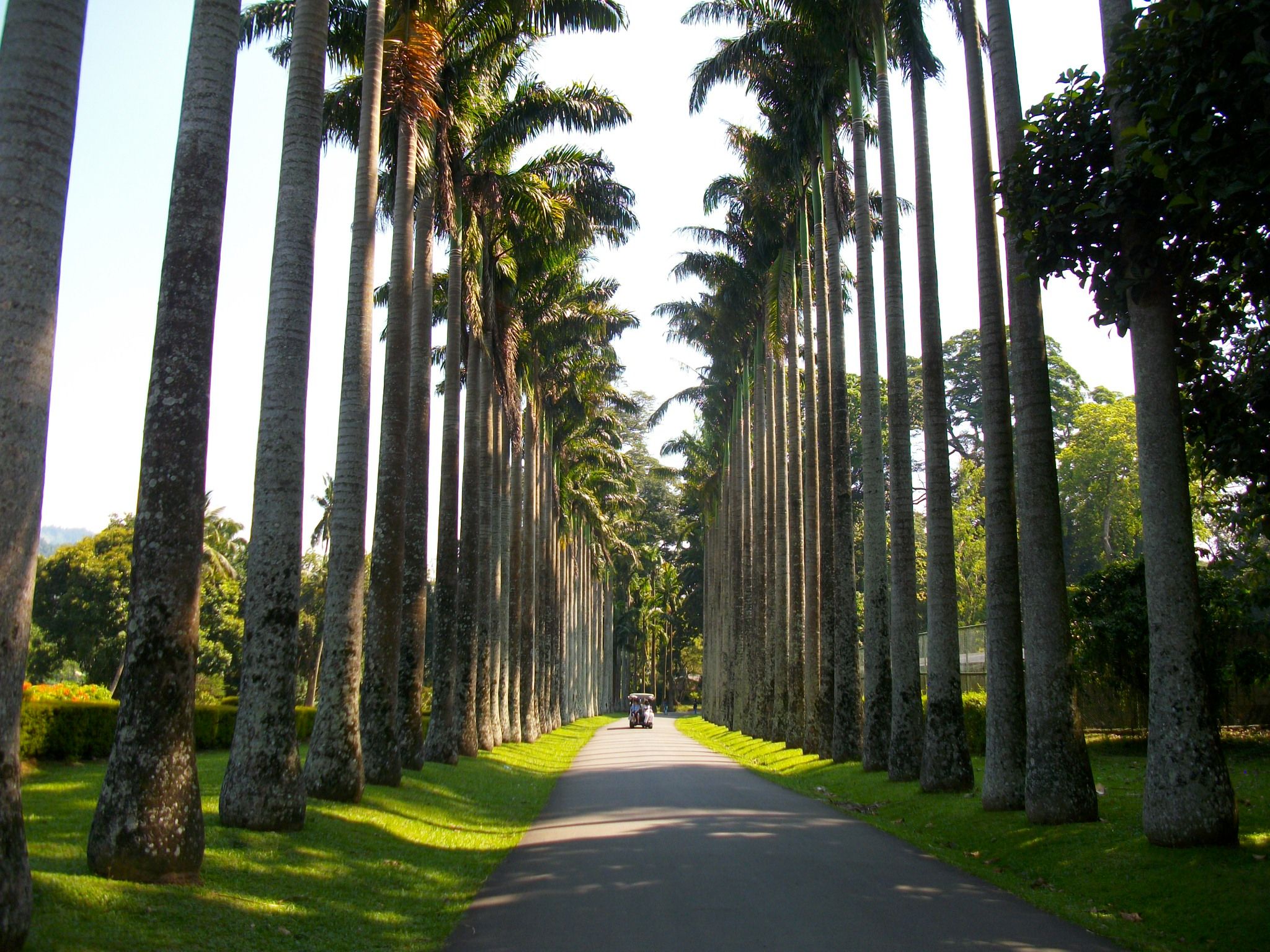 Jardin botanique de Peradeniya vers Kandy