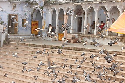 Les pigeons sur les ghats