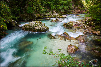 Rivière d'émeraude de Slovénie