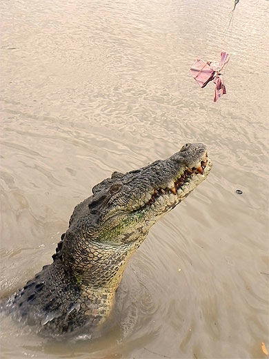 Jumping crocodiles cruise