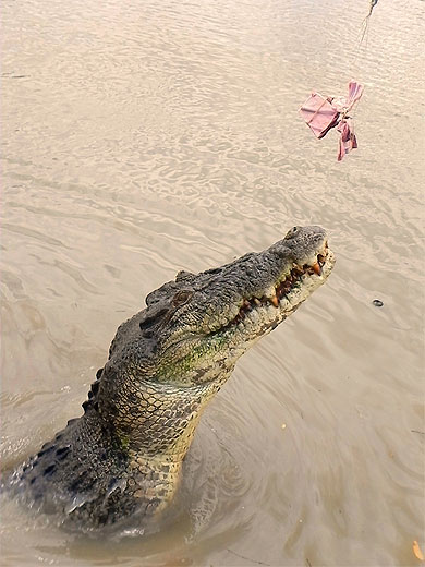 Jumping crocodiles cruise Jumping crocodiles cruise