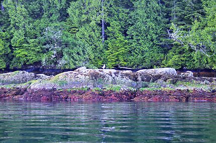 Meares Islands, balade au petit matin