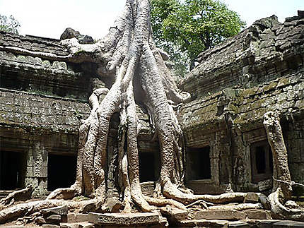 Les racines de Ta Phrom