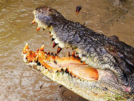 La dentition du crocodile