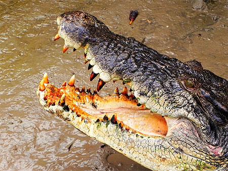 La dentition du crocodile La dentition du crocodile