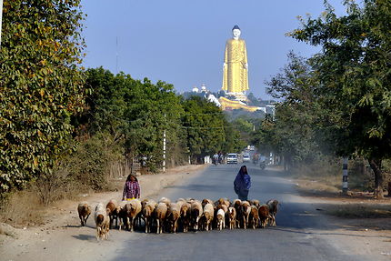 Moutons devant Bouddha