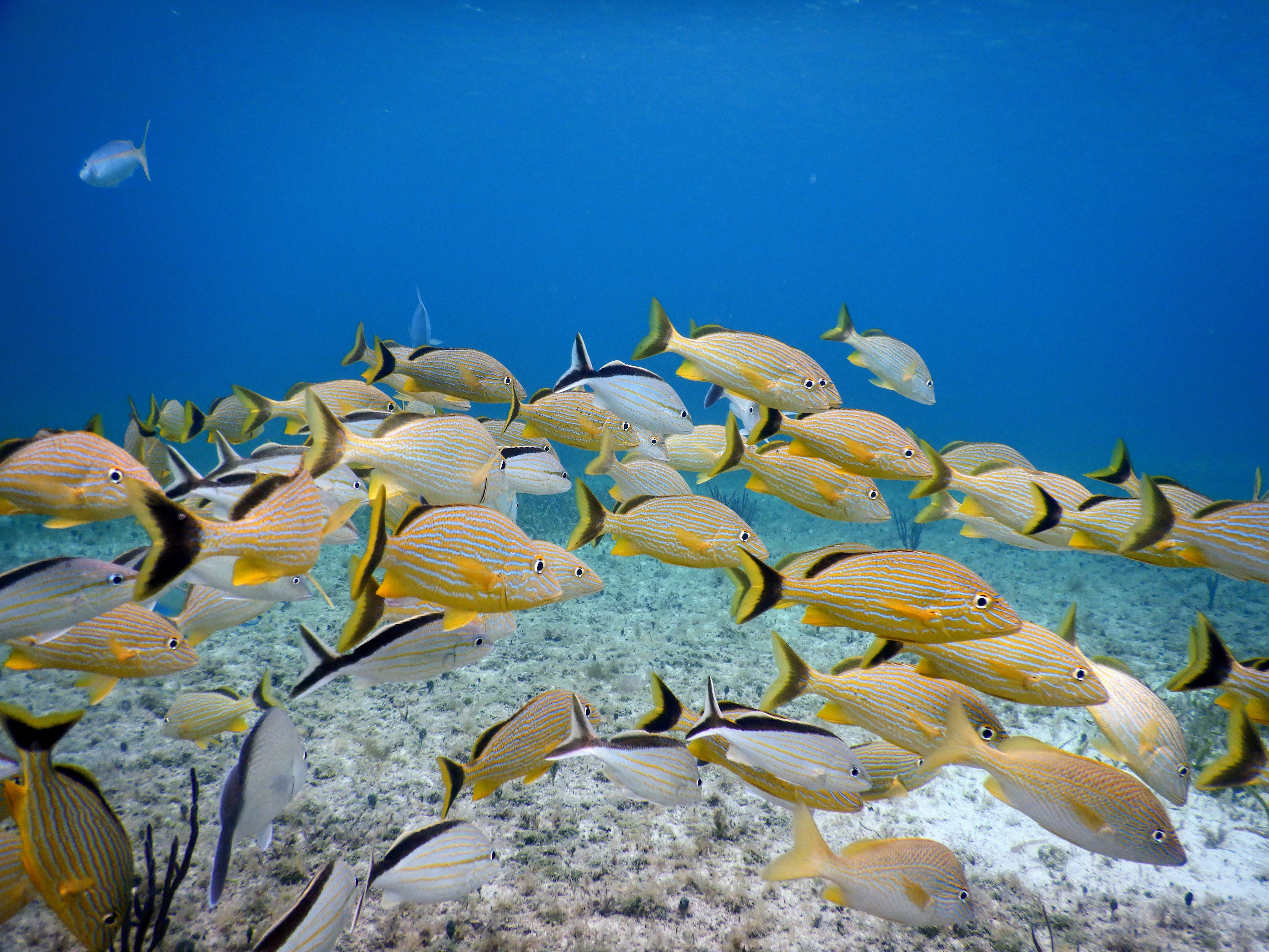 Plongée à Cozumel Plongée à Cozumel