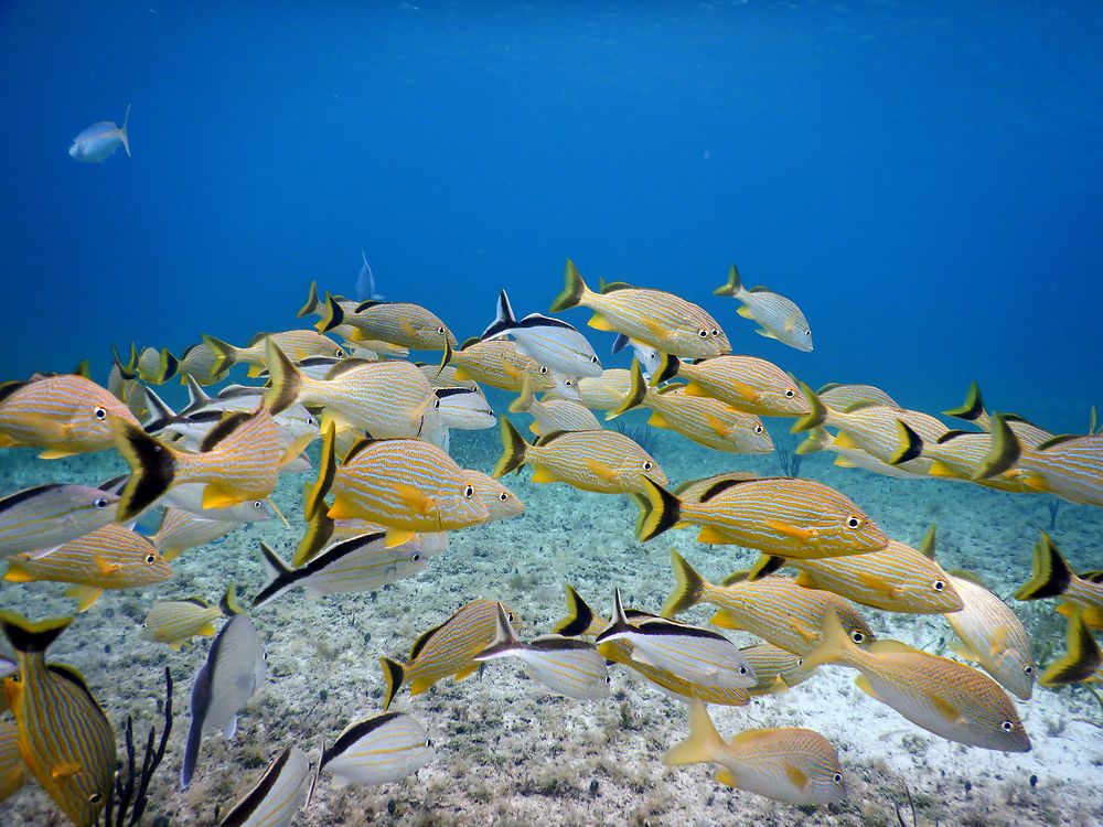 Plongée à Cozumel