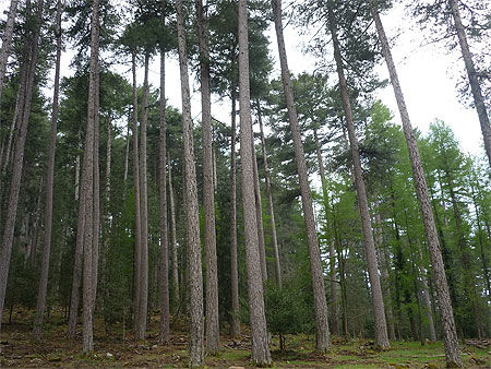 Immensité des pins laricio