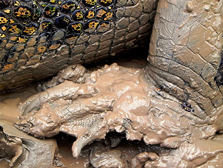 Gros plan sur la patte du crocodile Gros plan sur la patte du crocodile