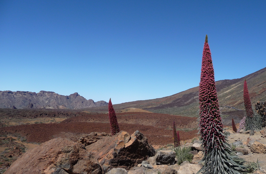 Au pied du Teide Au pied du Teide
