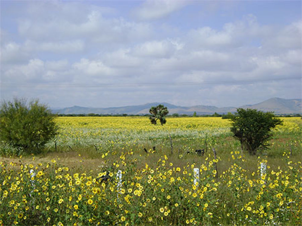 Paysage de l'état de Zacatecas