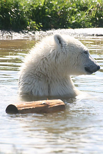 Siku, un bébé ours polaire