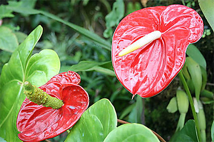 Anthurium