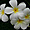 Fleurs de frangipaniers ( monoi )