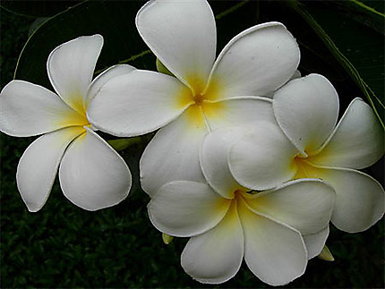 Fleurs de frangipaniers ( monoi ) : Fleurs : Site d'Angkor : Cambodge :  Routard.com