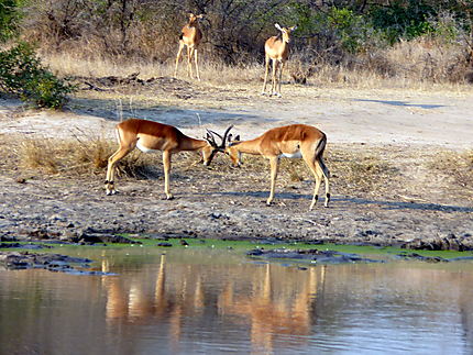2 jeunes Impala males s'affrontent sous les yeux