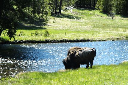 Bison dans le Yellowstone (WY)