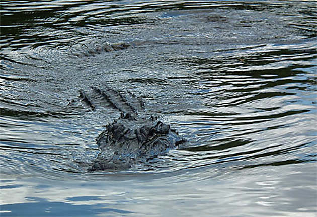 Alligator Reptiles Animaux Crocodiles Animaux Animaux Les Everglades Floride