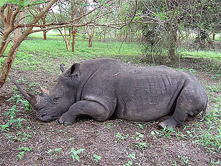 Rhinocéros mâle dans réserve de Bandia
