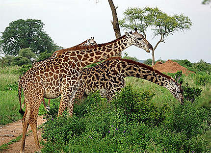 Girafes Masaï