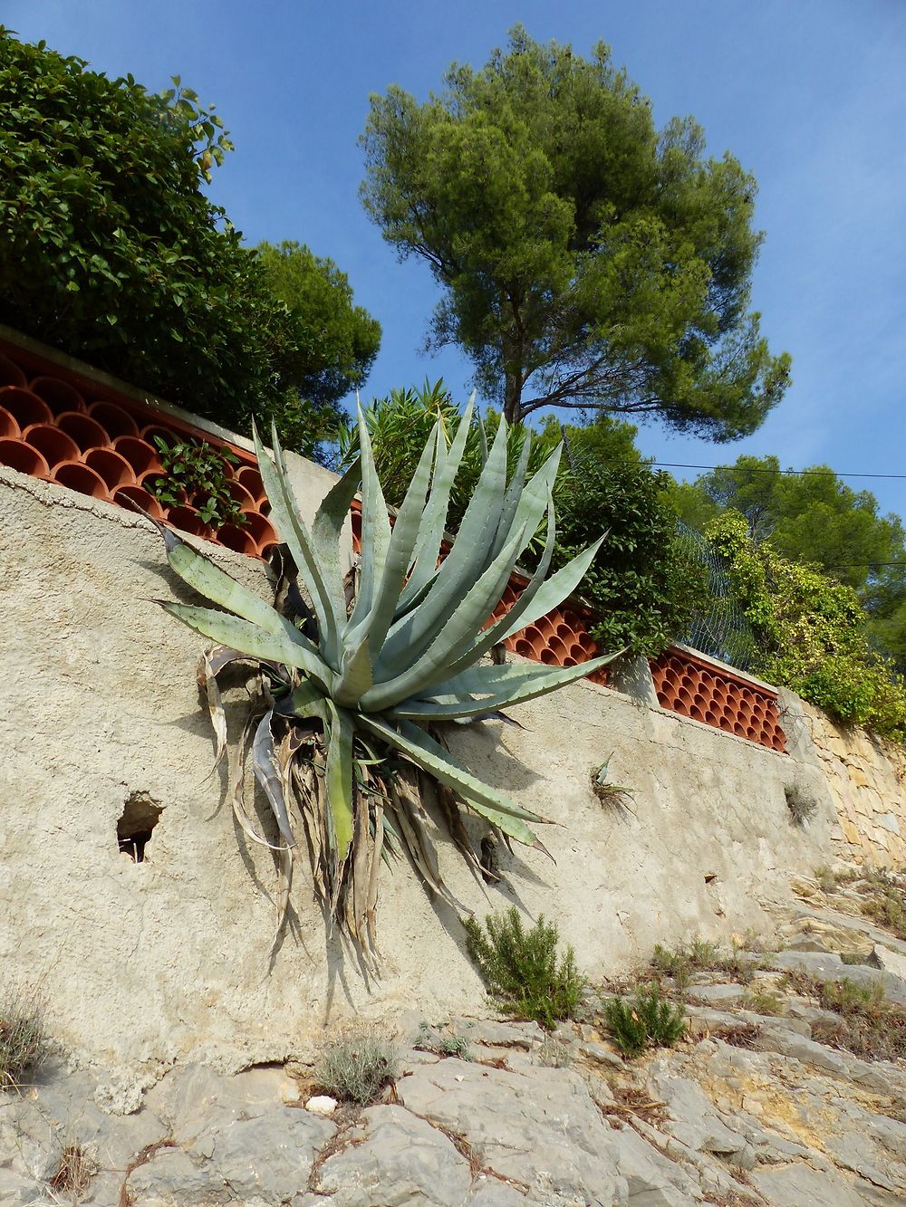 Une endroit insolite pour une plante