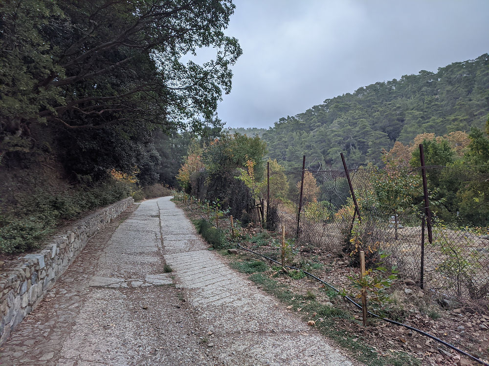 Montée dans la foret