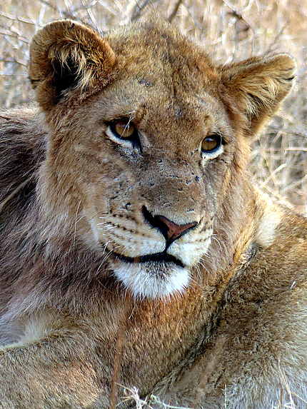 Portrait d'un roi du Kruger