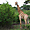 Girafe dans la réserve de Bandia