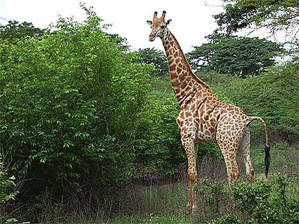 Girafe dans la réserve de Bandia