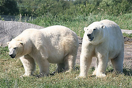 Deux ours polaires