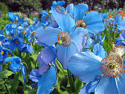 Fleurs au jardin botanique d'Akureyri