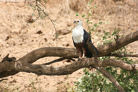 L'aigle pêcheur L'aigle pêcheur