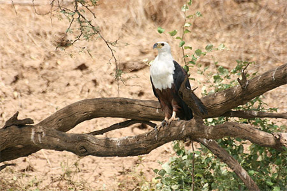 L'aigle pêcheur