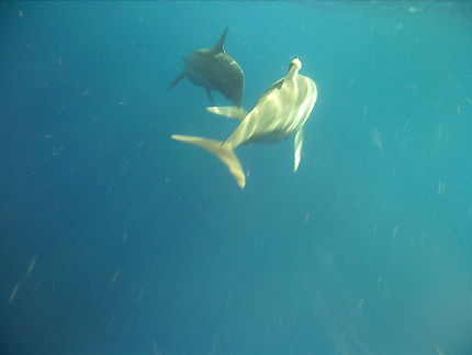 Nage avec les dauphins 