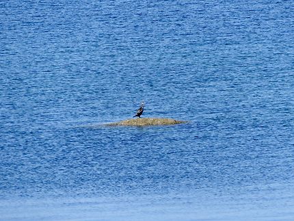 Un cormoran émerge 