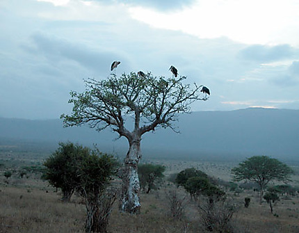 Charognards du Kenya