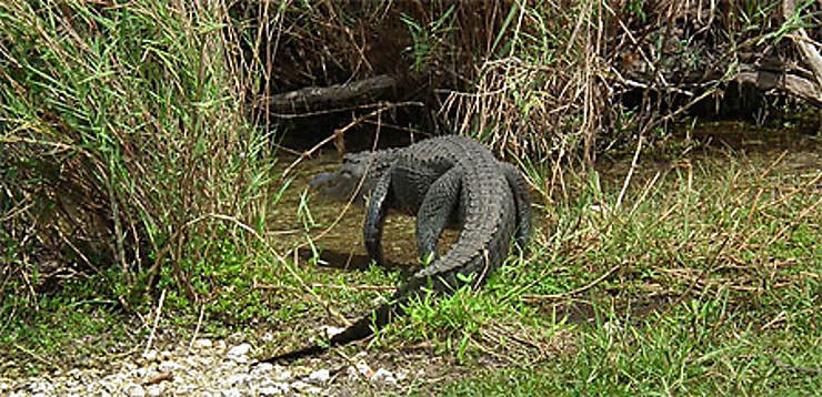 Alligator Reptiles Animaux Crocodiles Animaux Animaux Les Everglades Floride