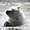 Siku, ours polaire