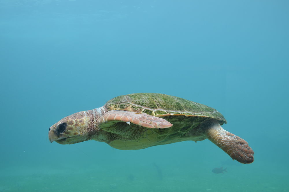 Tortue à la Réunion