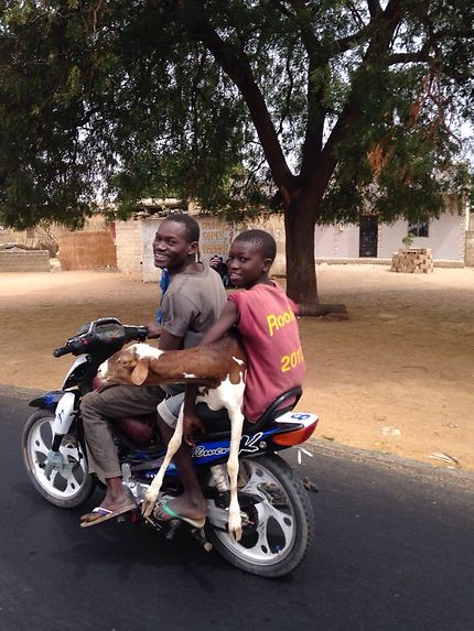 Mouton motard au Sénégal