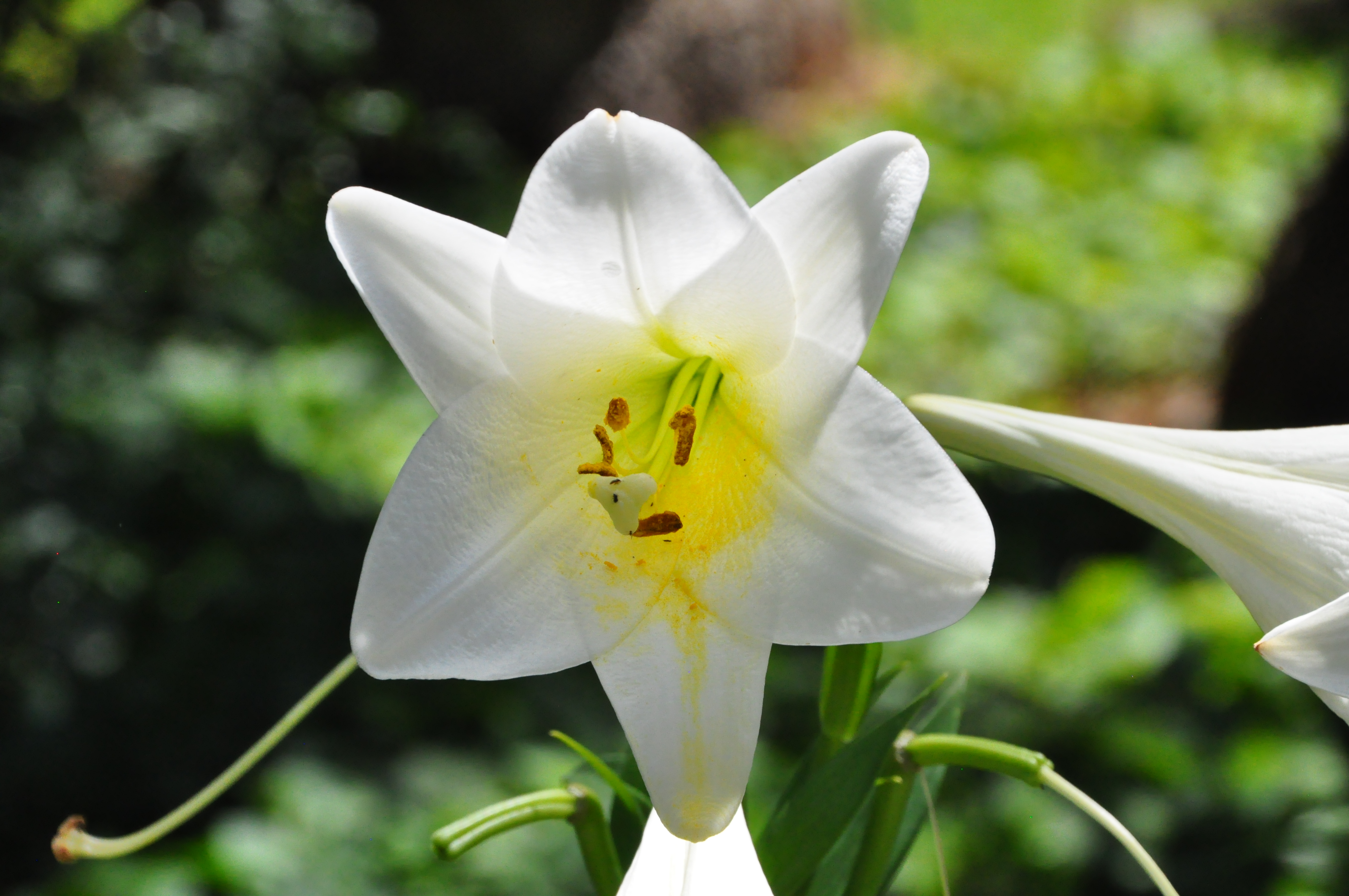 Fleur d'Espagne... Fleur d'Espagne...