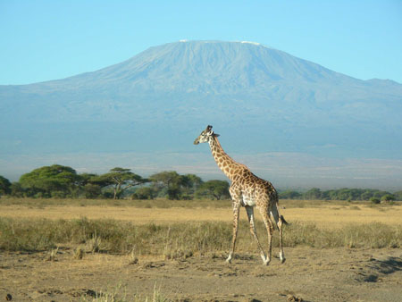 Girafe au pied du Kilimandjaro Girafe au pied du Kilimandjaro
