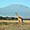 Girafe au pied du Kilimandjaro