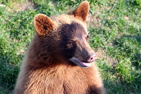 Jeune ours Jeune ours